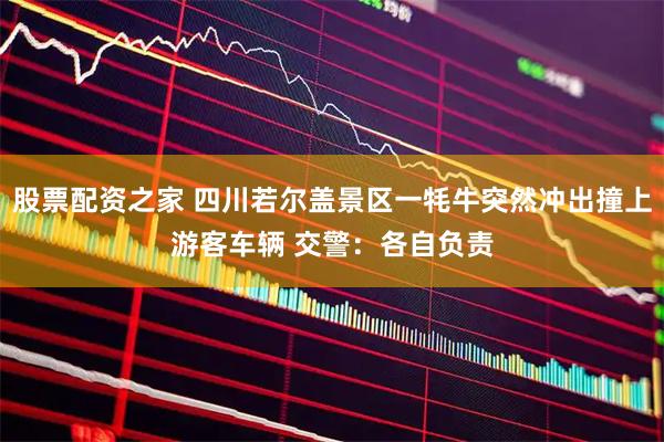 股票配资之家 四川若尔盖景区一牦牛突然冲出撞上游客车辆 交警：各自负责